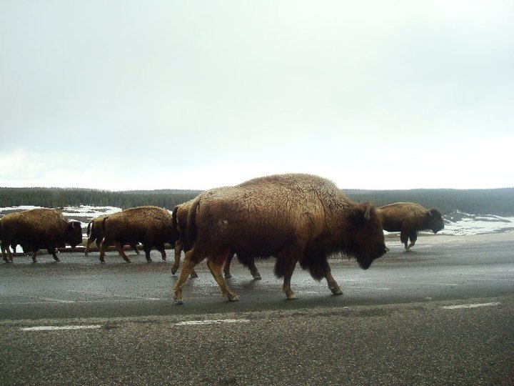 Yellowstone