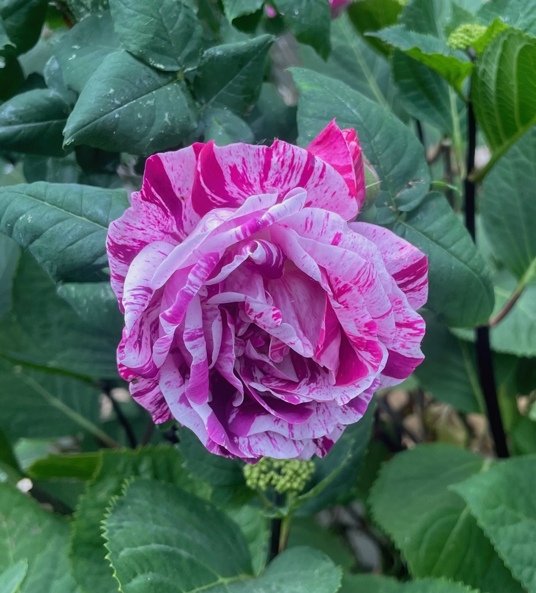 a pink and white variegated rose