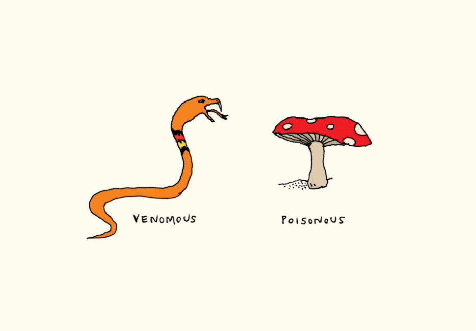 orange snake and red mushroom