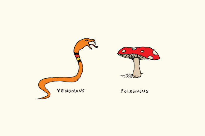 orange snake and red mushroom