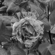 a pink and white variegated rose